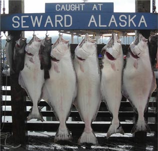 photo halibut