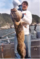 Monster Lingcod