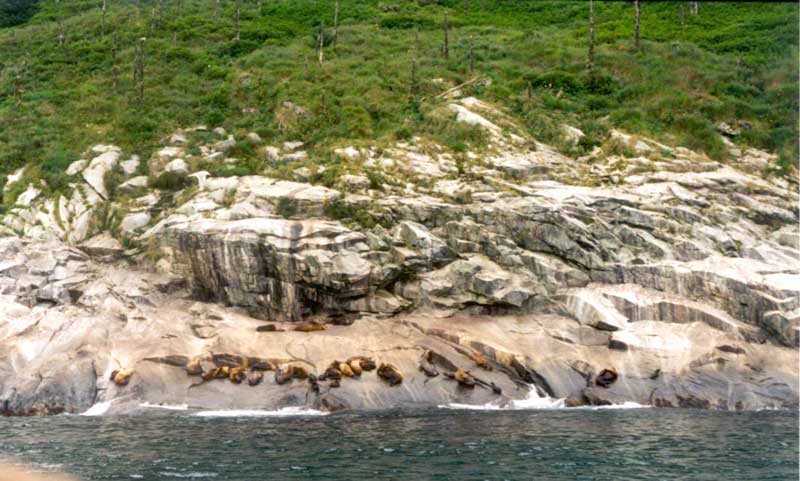 photo sea lions